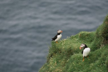Faroe Adaları 'ndaki Mykines Adası' nda iki martı.