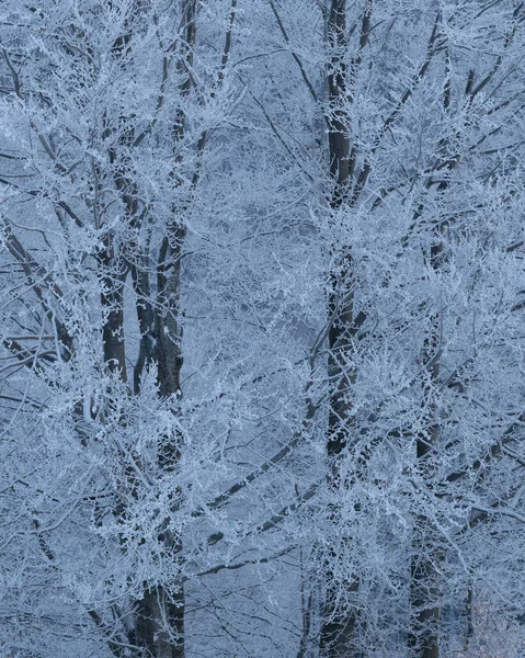Streszczenie Tła Zimy Teksturą Śnieżnych Drzew Mrozu Lesie — Zdjęcie stockowe