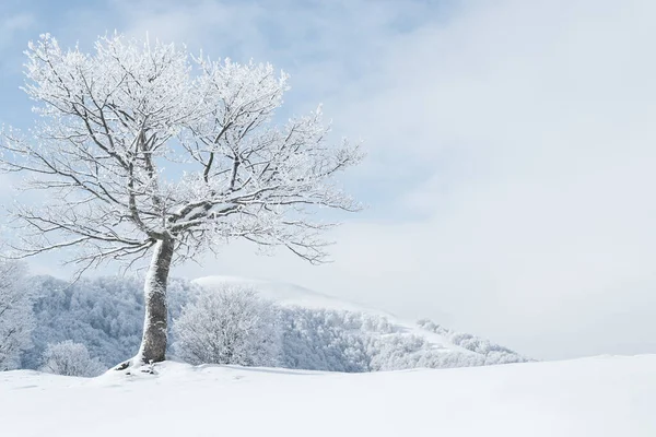 Зимний Пейзаж Заснеженным Деревом Горах — стоковое фото