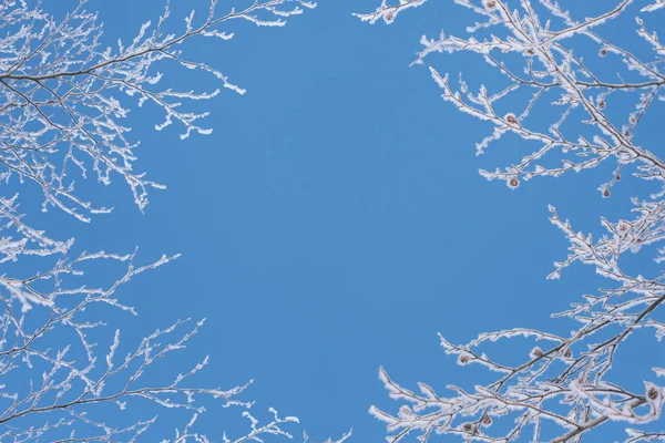 Vinter Blå Bakgrund Med Ram Grenar Frost Och Snö — Stockfoto