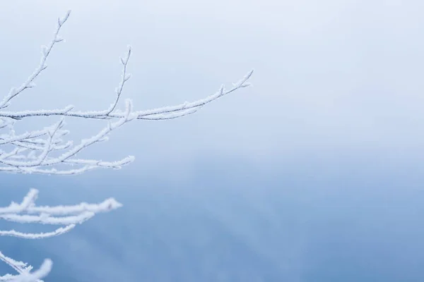 Winter Background Branches Hoarfrost Copy Space Text — Zdjęcie stockowe