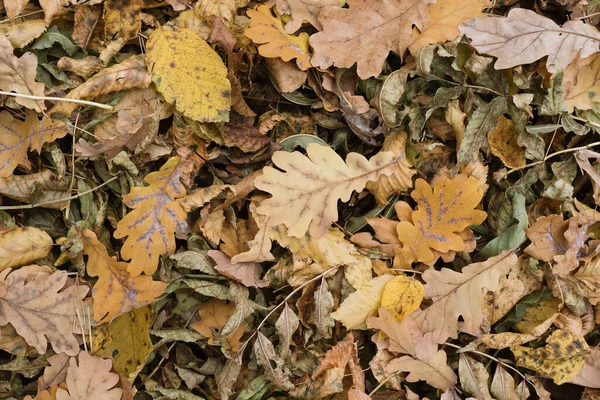 Natural Background Texture Autumn Forest Cover Fallen Leaves — Stok fotoğraf