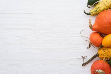 Decoration pumpkin border on white background with copy space