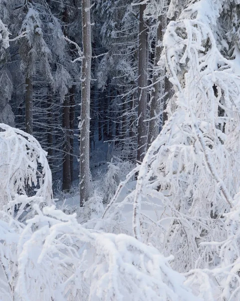 Landscape Fabulous Winter Forest Snow Trees Covered Hoarfrost — Stock Photo, Image