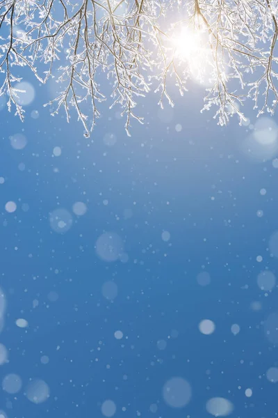 雪や霜の木の枝とデザインの冬の背景 — ストック写真