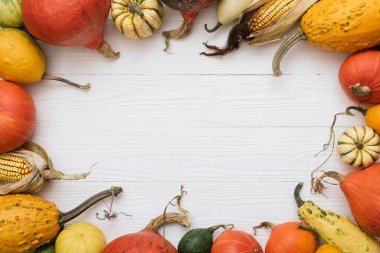 Balkabağı hasadı dekoratif çerçeveli Şükran Günü tatili arka planı, beyaz ahşap masadaki kabak ve mısır koçanları.