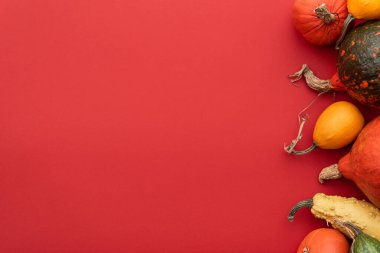 Metin için kopyalama alanı boyunca kırmızı arkaplan üzerinde balkabakları ve dekoratif kabaklar