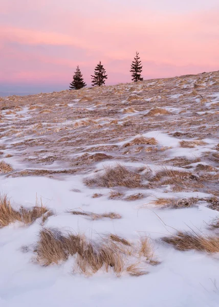 Günbatımlı Kış Manzarası Tepede Köknar Ağaçları — Stok fotoğraf