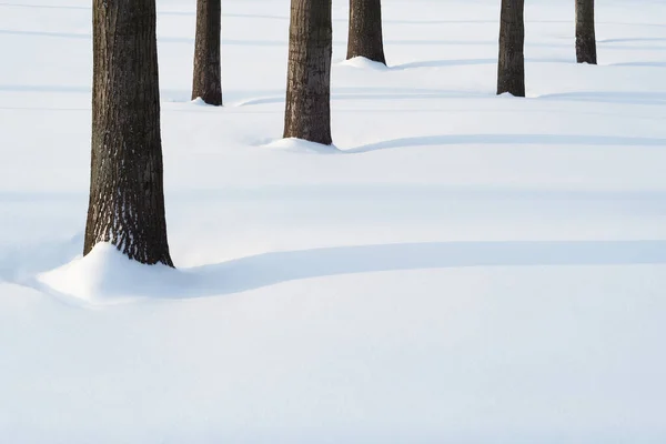 Zimní Zázemí Minimalistickou Krajinou Parku Sněžení Kopírovacím Prostorem — Stock fotografie