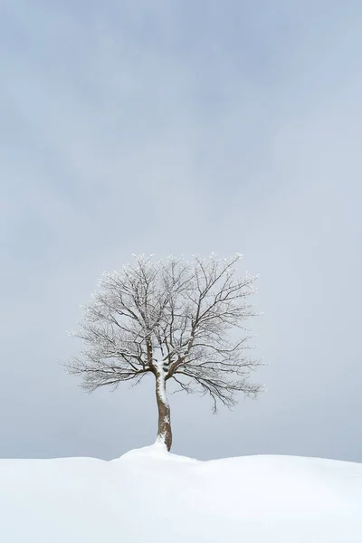 Paisaje Minimalista Invierno Con Árbol Solitario Espacio Para Copiar —  Fotos de Stock