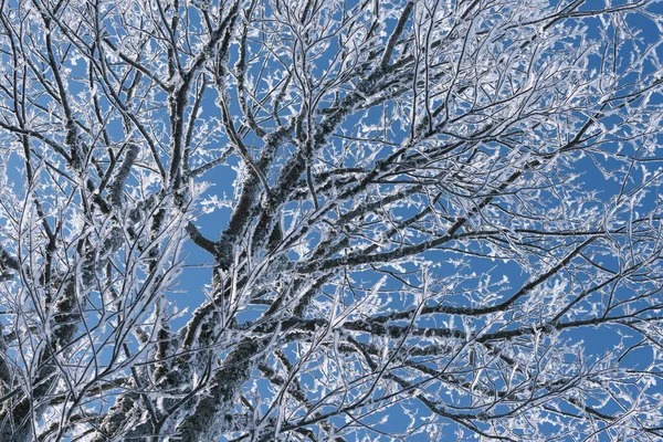 Hoar Frost Tree Branches Blue Sky Stock Photo