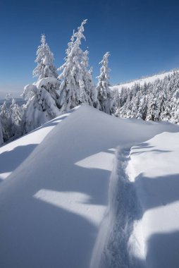 Kar yağışı ve patika yolu olan ladin dağ ormanlarında yeni yağmış karla kaplı kış manzarası