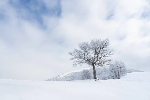 Зимний Пейзаж Деревом Снежных Горах — стоковое фото