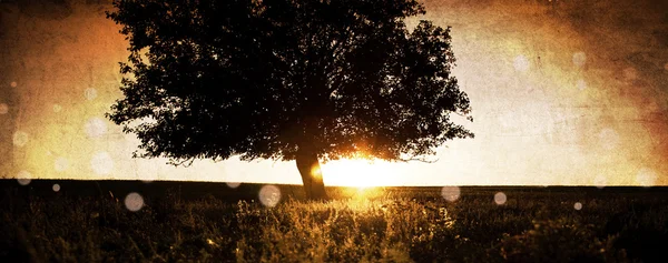 Arbre dans le champ d'automne . — Photo