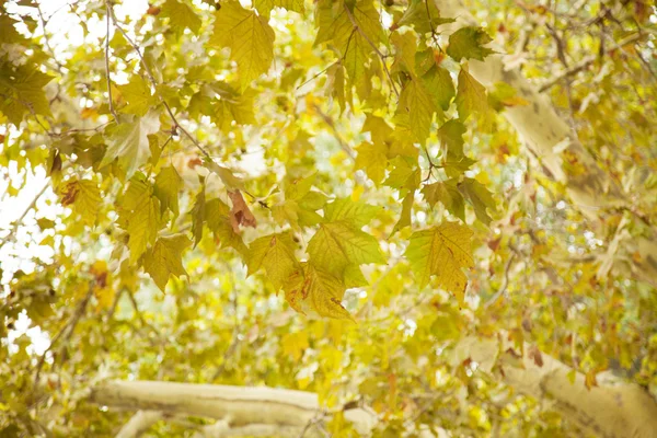 Véritables feuilles d'automne — Photo