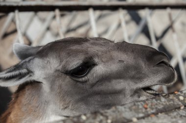 Aç ve üzgün lama Hayvanat Bahçesi.
