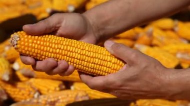 Mısır çiftçilerin elinde.