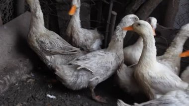 köyde pis ördek