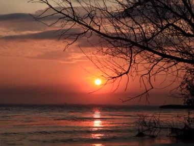 gün batımı göl kenarında ağaç üzerinde.