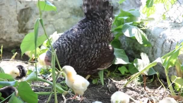 Pollos jóvenes — Vídeos de Stock