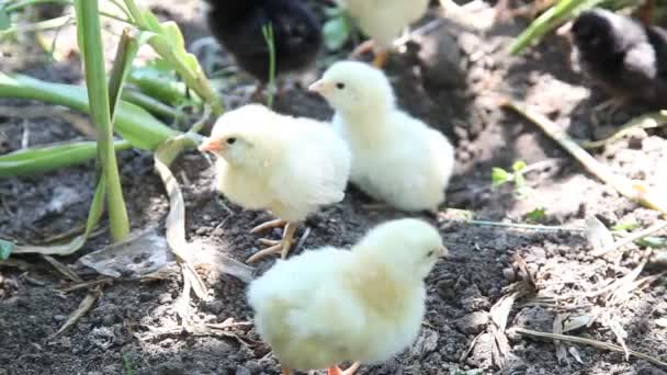 Jeunes poulets — Video