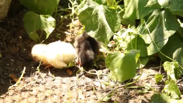 Young chickens — Stock Video