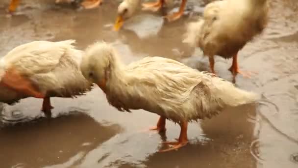 Dirty Ducks in village — Stock Video