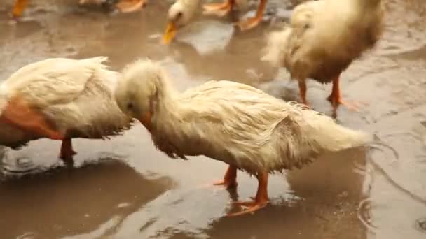 Canards sales dans le village 