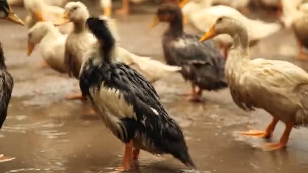 Canards sales dans le village — Video