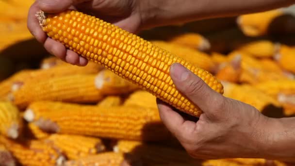 Corns in farmers hands. — Stock Video