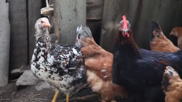 Pollos jóvenes — Vídeo de stock