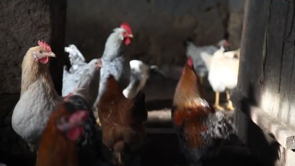 Junge Hühner — Stockvideo