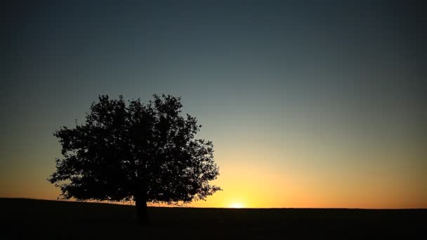 Arbre dans le champ d'automne dans le sous-ensemble . — Video