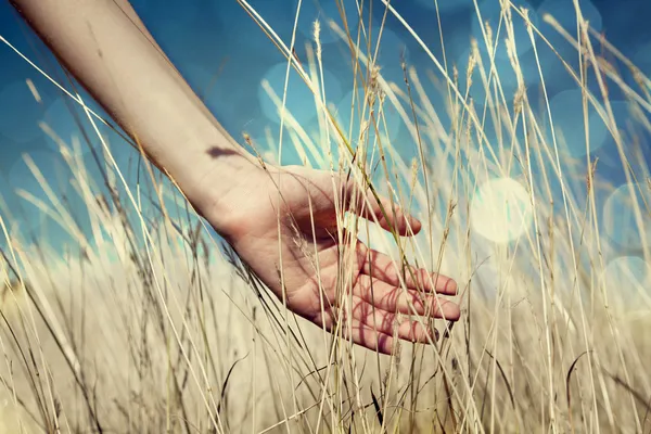 Hand in autumn grass. — Stock Photo, Image