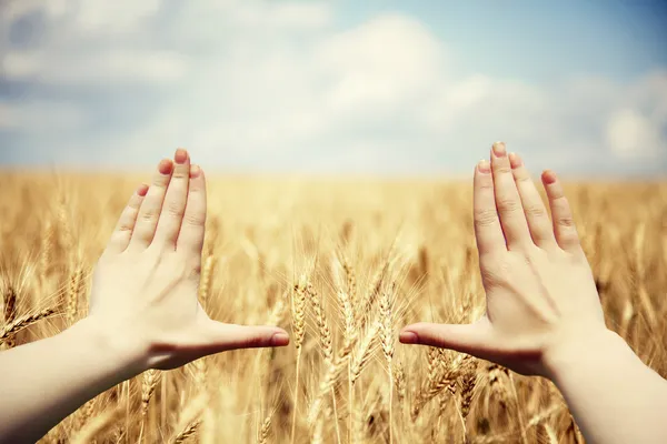 Marco de mano sobre el campo de trigo — Foto de Stock