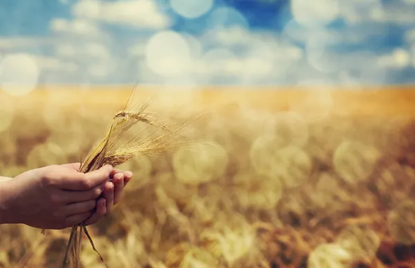 Фермерська рука тримає зелений шматочок пшениці . — стокове фото