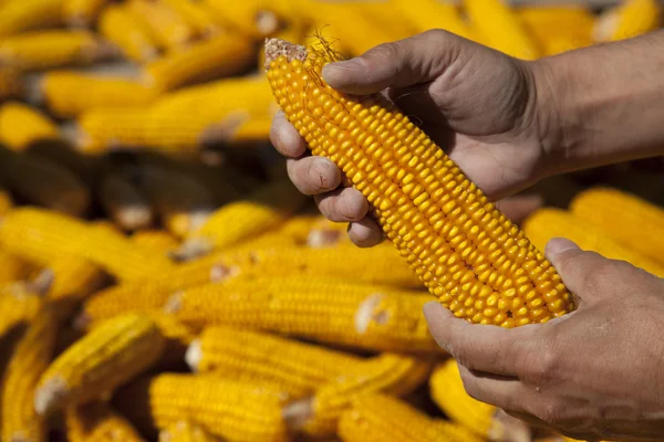 Corns in farmers hands. — Stock Photo, Image