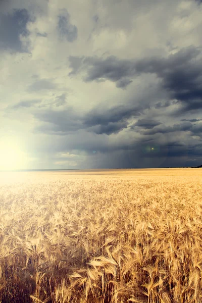 Rain over wheat field — Stock Photo, Image