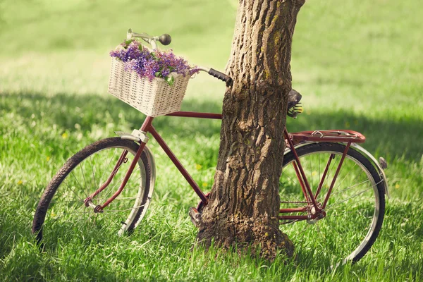 Oldtimer-Fahrrad wartet neben Baum — Stockfoto