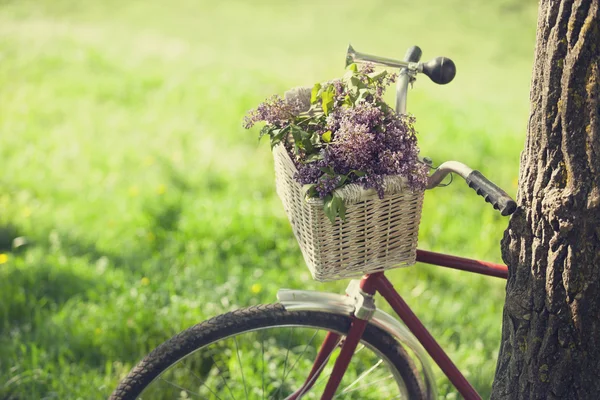 Vintage fiets te wachten in de buurt van boom — Stockfoto