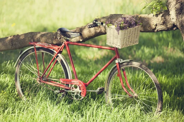 Vintage bicycle waiting near tree — Stock Photo, Image