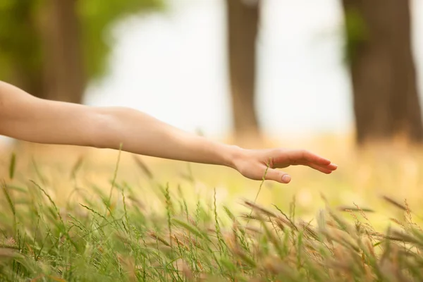 Mano in erba autunnale . — Foto Stock