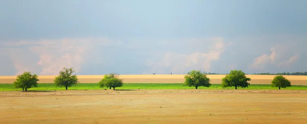 Stromy v krajině — Stock fotografie