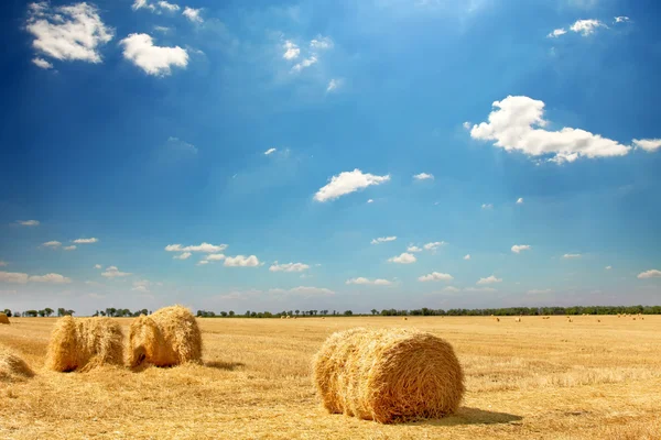 Fardos de heno dorado en el campo — Foto de Stock