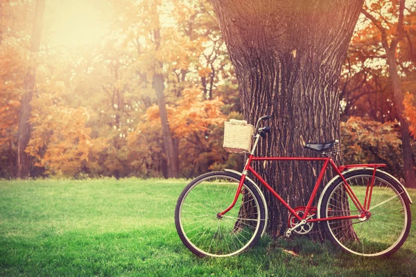 Vintage fiets te wachten in de buurt van boom — Stockfoto