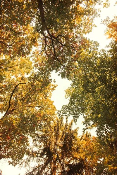 Vista Sugli Alberi Alti Una Foresta Autunnale Polonia — Foto Stock