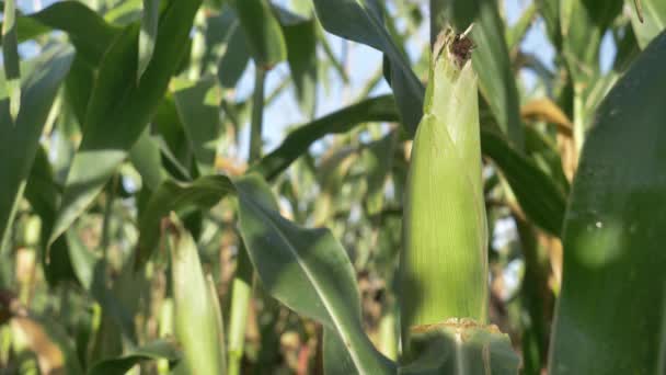 Вид Крупным Планом Готовую Желтую Кукурузу Поле — стоковое видео