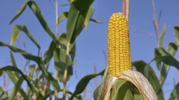 Вид Крупным Планом Готовую Желтую Кукурузу Поле — стоковое видео