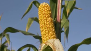Sahada hazır sarı mısırın yakın görüntüsü.