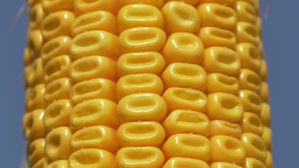 在准备好的黄色玉米上的遮挡视图 — 图库视频影像
